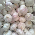 Wholesale Price for Chinese Fresh White Garlic